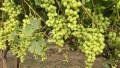 תמונה ממוזערת לגרסה מתאריך 13:27, 31 במאי 2025