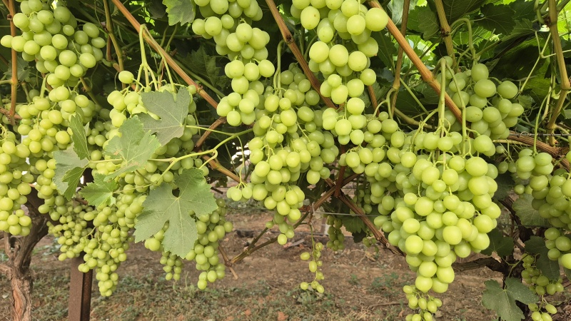 קובץ:2025-05-31T16 50 44.284099833922.jpg