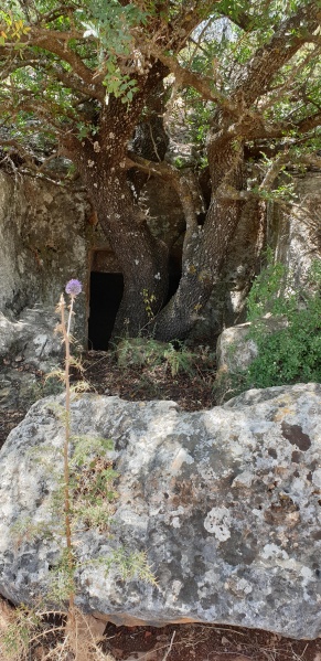 קובץ:2025-06-01T11 48 45.282143219899.jpg