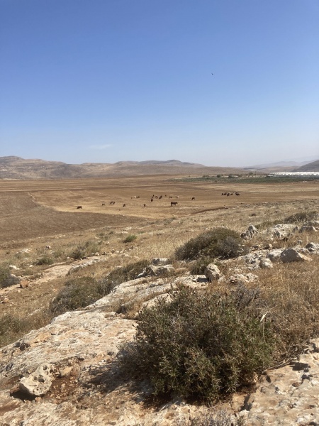 קובץ:2025-06-03T14 53 33.7122793892.jpg