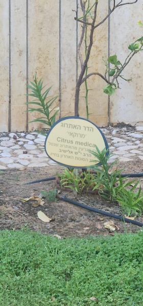 קובץ:2025-06-05T17 00 44.827402519229.jpg