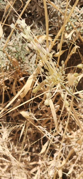 קובץ:2025-06-06T13 57 14.508424706489.jpg