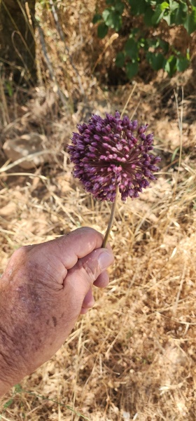 קובץ:2025-06-06T14 29 49.456530314418.jpg