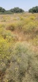 תמונה ממוזערת לגרסה מתאריך 09:56, 11 ביוני 2025