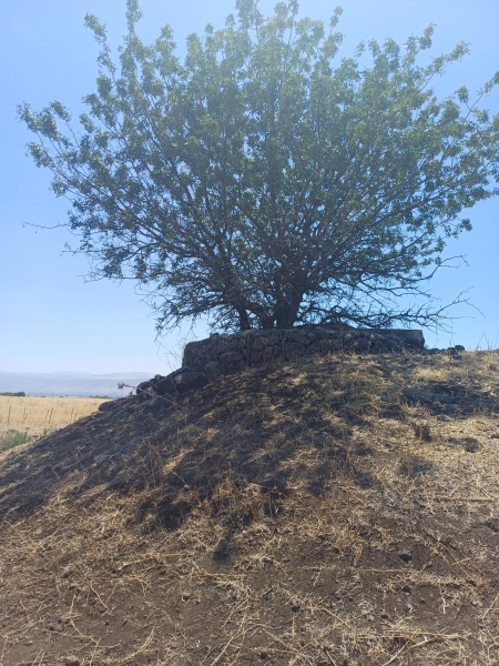 קובץ:2025-07-02T14 16 50.651672409467.jpg
