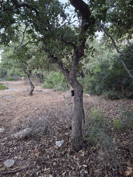 קובץ:2025-07-06T19 58 00.644913672598.jpg