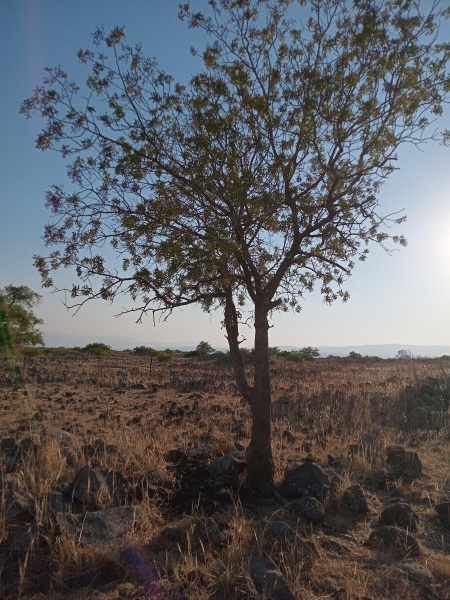 קובץ:2025-07-21T18 26 52.100906908492.jpg