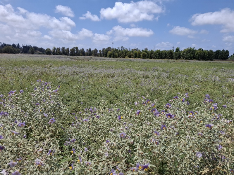 קובץ:2025-07-25T12 40 41.591370212771.jpg