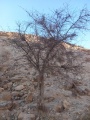 תמונה ממוזערת לגרסה מתאריך 16:34, 26 ביולי 2025