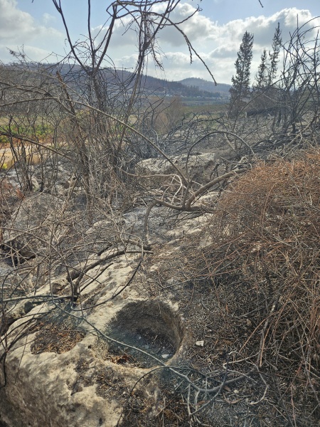 קובץ:2025-07-30T08 49 53.889093922507.jpg