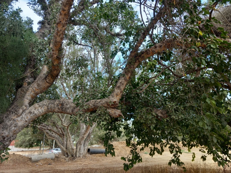 קובץ:2025-08-01T09 47 41.226710359805.jpg