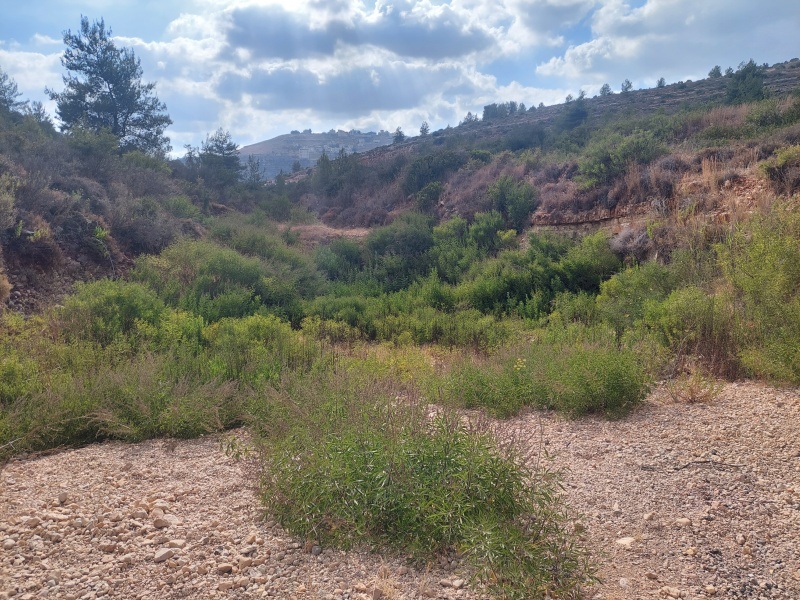 קובץ:2025-08-01T16 53 54.517731334350.jpg