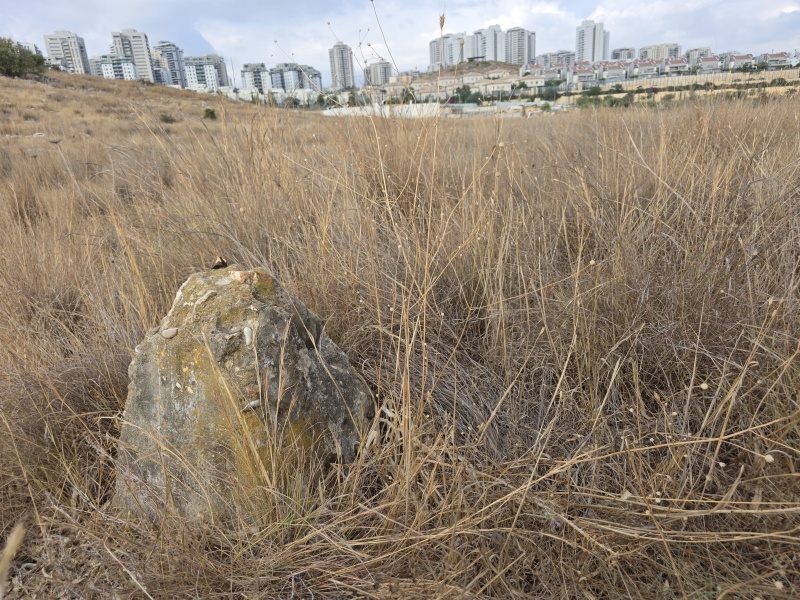 קובץ:2025-08-05T07 48 22.91816153622.jpg