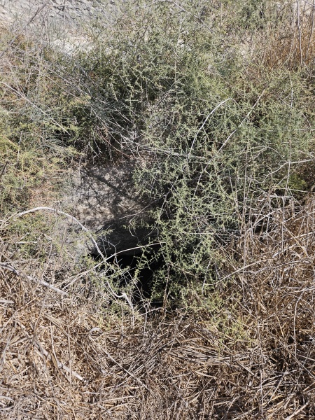 קובץ:2025-08-05T15 20 17.308306793095.jpg
