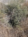תמונה ממוזערת לגרסה מתאריך 11:53, 5 באוגוסט 2025