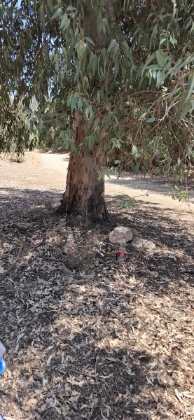 קובץ:2025-08-06T13 24 23.794691400319.jpg