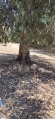 תמונה ממוזערת לגרסה מתאריך 10:15, 16 באוגוסט 2025