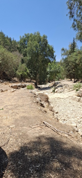 קובץ:2025-08-06T13 24 57.064104975791.jpg