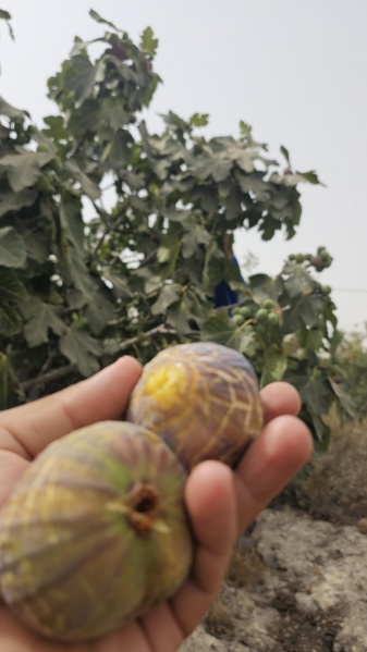 קובץ:2025-08-11T10 37 41.706741239497.jpg