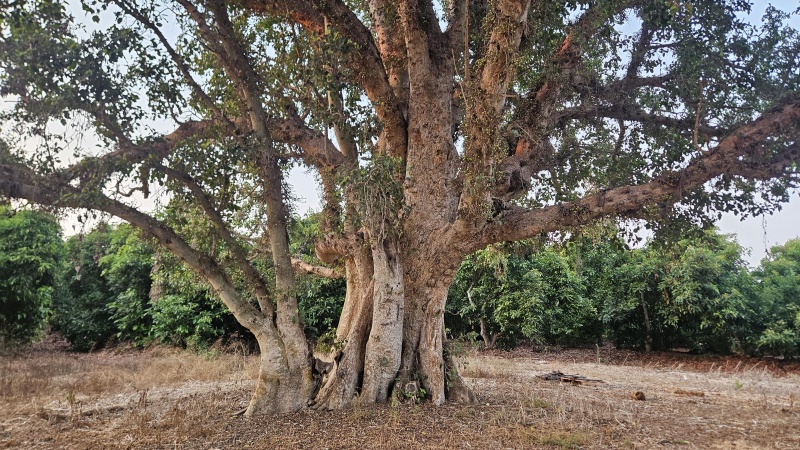 קובץ:2025-08-14T20 42 56.511979878149.jpg