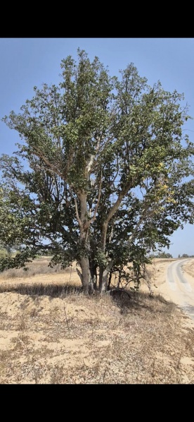 קובץ:2025-08-16T07 18 38.422404869085.jpg