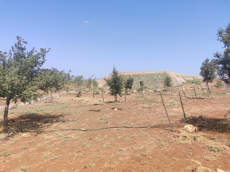 קובץ:2025-08-16T10 44 09.014769556236.jpg