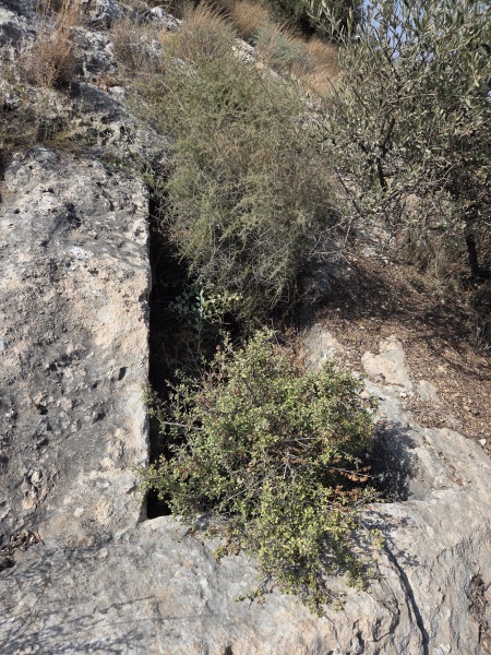 קובץ:2025-08-16T17 01 29.145382873811.jpg