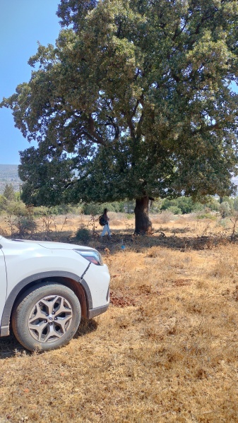 קובץ:2025-08-18T11 21 19.074542654195.jpg