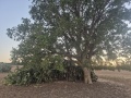 תמונה ממוזערת לגרסה מתאריך 15:56, 20 באוגוסט 2025