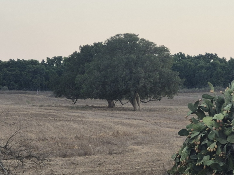 קובץ:2025-08-20T19 23 28.943729543224.jpg