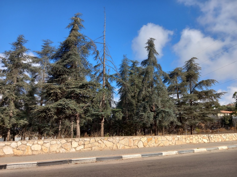 קובץ:2025-08-21T08 32 53.752358996239.jpg