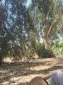 תמונה ממוזערת לגרסה מתאריך 08:55, 21 באוגוסט 2025