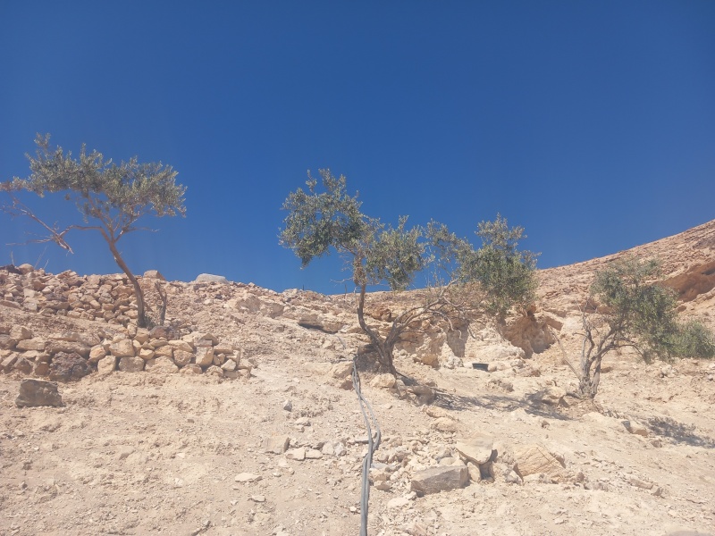 קובץ:2025-08-23T09 55 41.126499588798.jpg