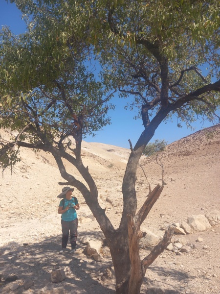 קובץ:2025-08-23T10 25 28.722278208865.jpg