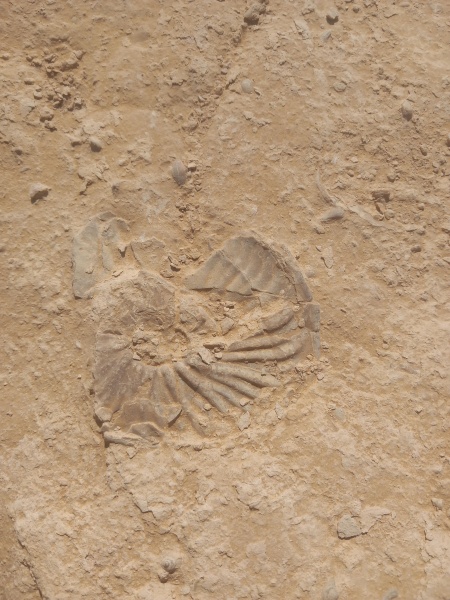 קובץ:2025-08-25T09 52 49.323669879328.jpg