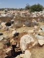 תמונה ממוזערת לגרסה מתאריך 09:21, 25 באוגוסט 2025