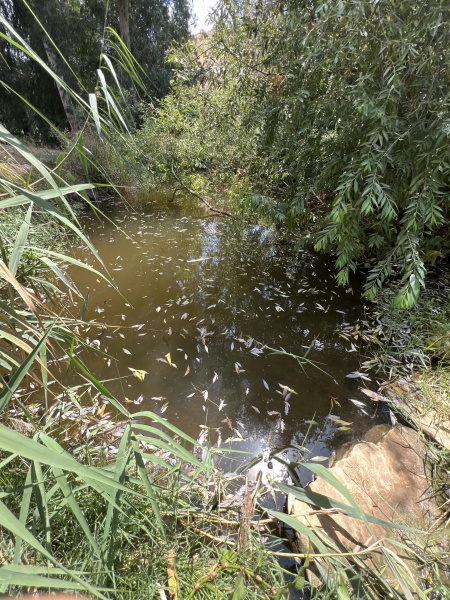 קובץ:2025-08-27T13 21 15.592249484814.jpg