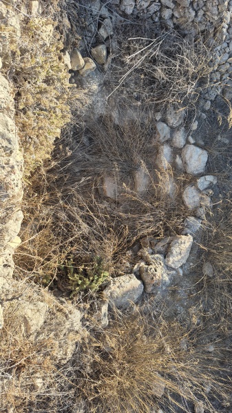 קובץ:2025-08-30T07 59 57.647536147340.jpg