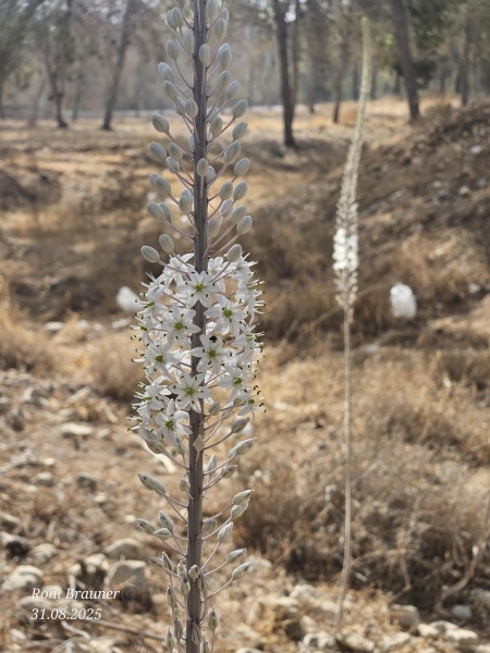 קובץ:2025-08-31T08 59 20.969613373246.jpg