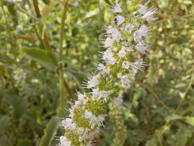 קובץ:2025-08-31T09 35 10.509320743283.jpg
