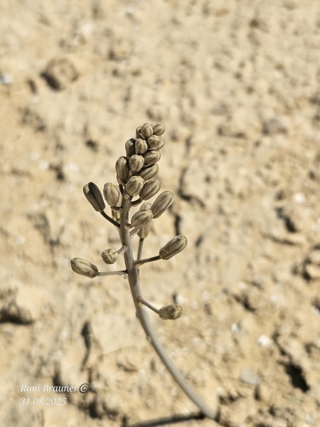קובץ:2025-08-31T11 43 35.185981452965.jpg