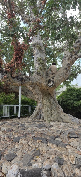 קובץ:2025-09-01T10 36 45.966374269203.jpg