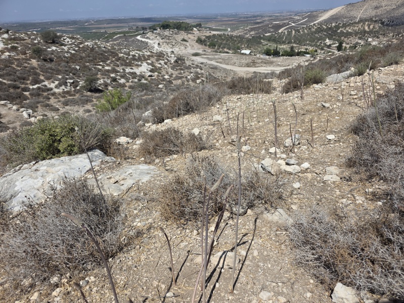 קובץ:2025-09-01T11 07 56.424340636992.jpg