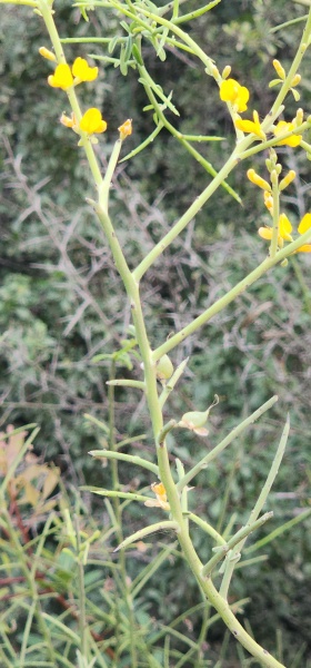 קובץ:2025-09-05T07 52 50.437510404209.jpg