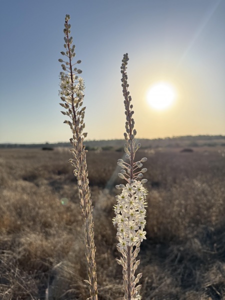 קובץ:2025-09-27T17 36 02.737208791109.jpg
