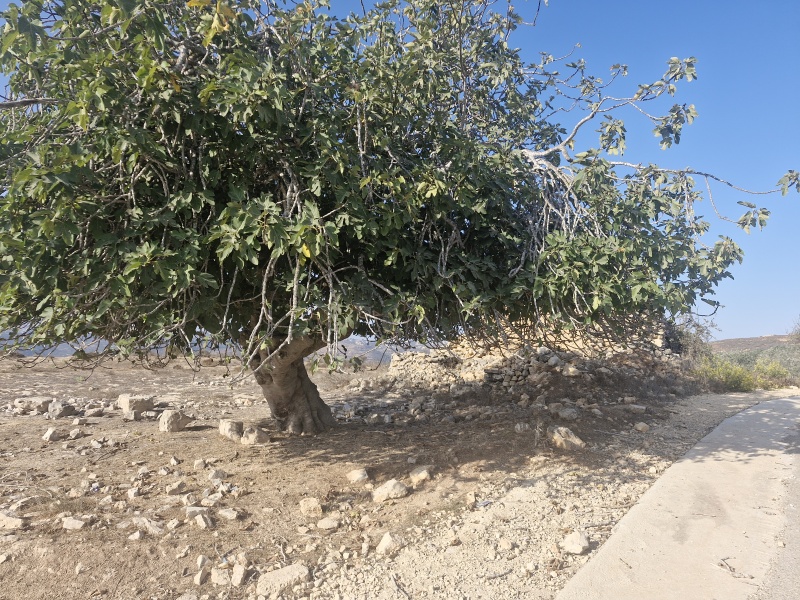 קובץ:2025-10-17T08 53 12.063578714645.jpg