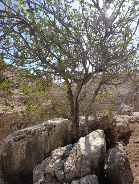 קובץ:2025-10-25T09 53 16.068390586375.jpg