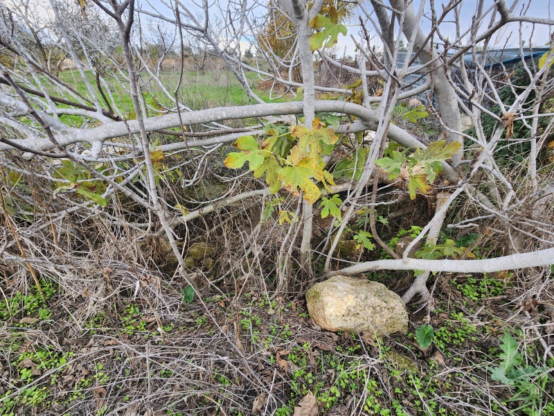 קובץ:2025-12-15T13 53 47.931237338956.jpg