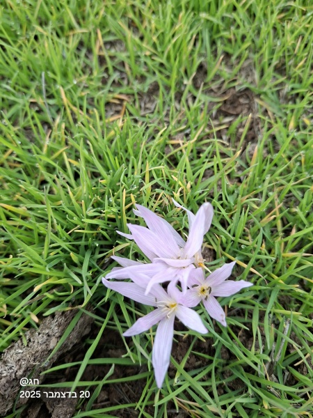 קובץ:2025-12-20T11 53 17.355847429835.jpg