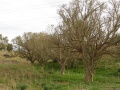 תמונה ממוזערת לגרסה מתאריך 10:27, 24 בינואר 2017